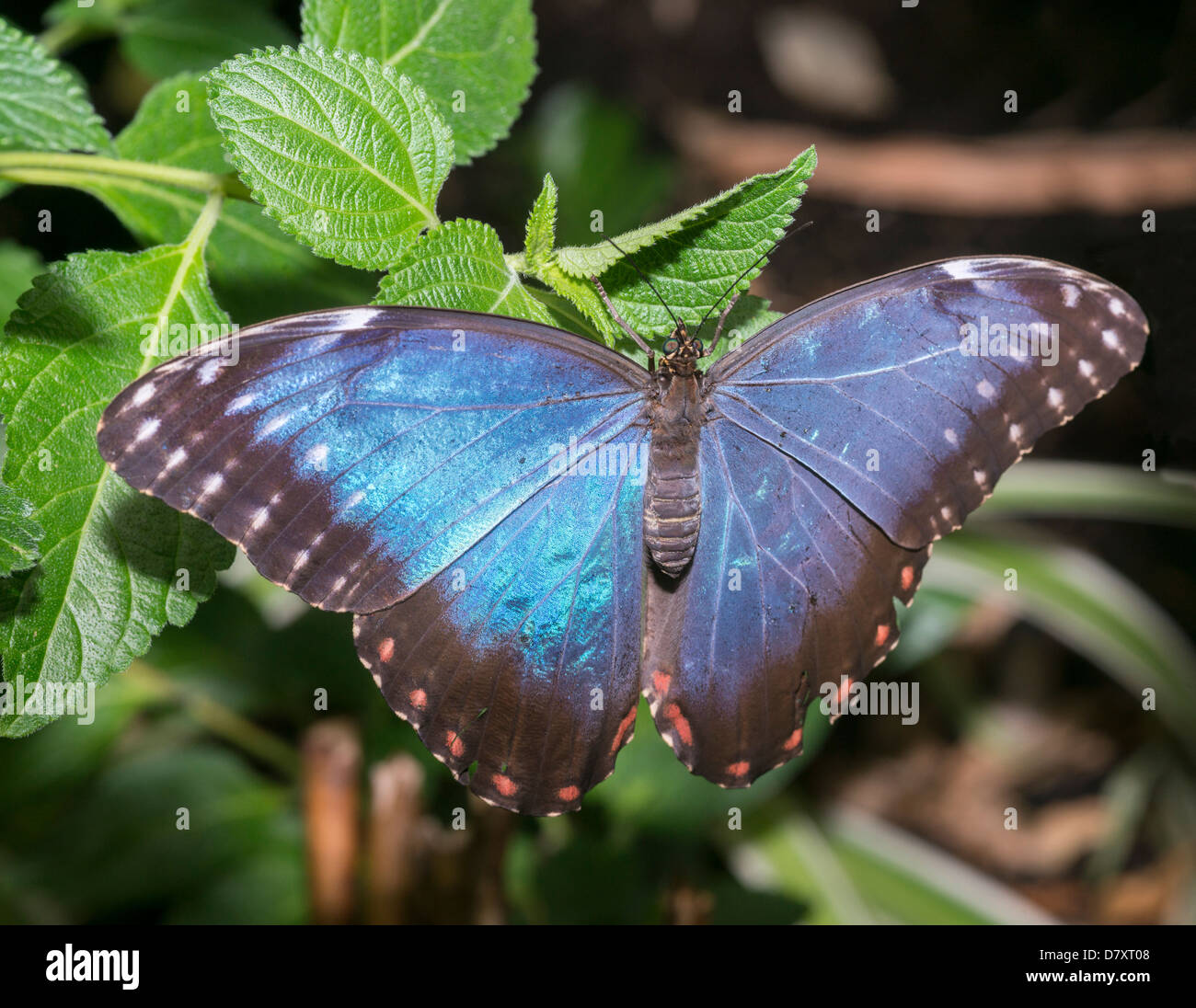Blue morpho butterfly wing hires stock photography and images Alamy
