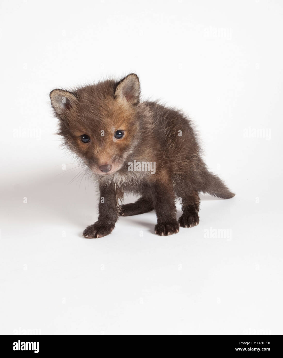 Red fox cub in studio Stock Photo