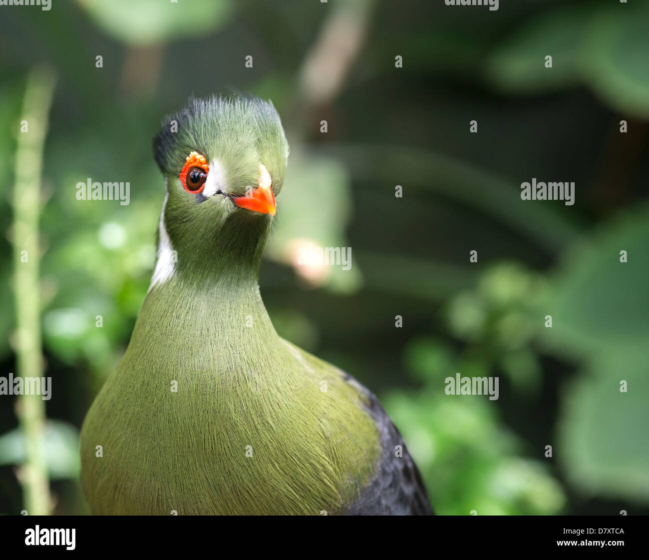 green touraco bird in dutch zoon  Stock Photo
