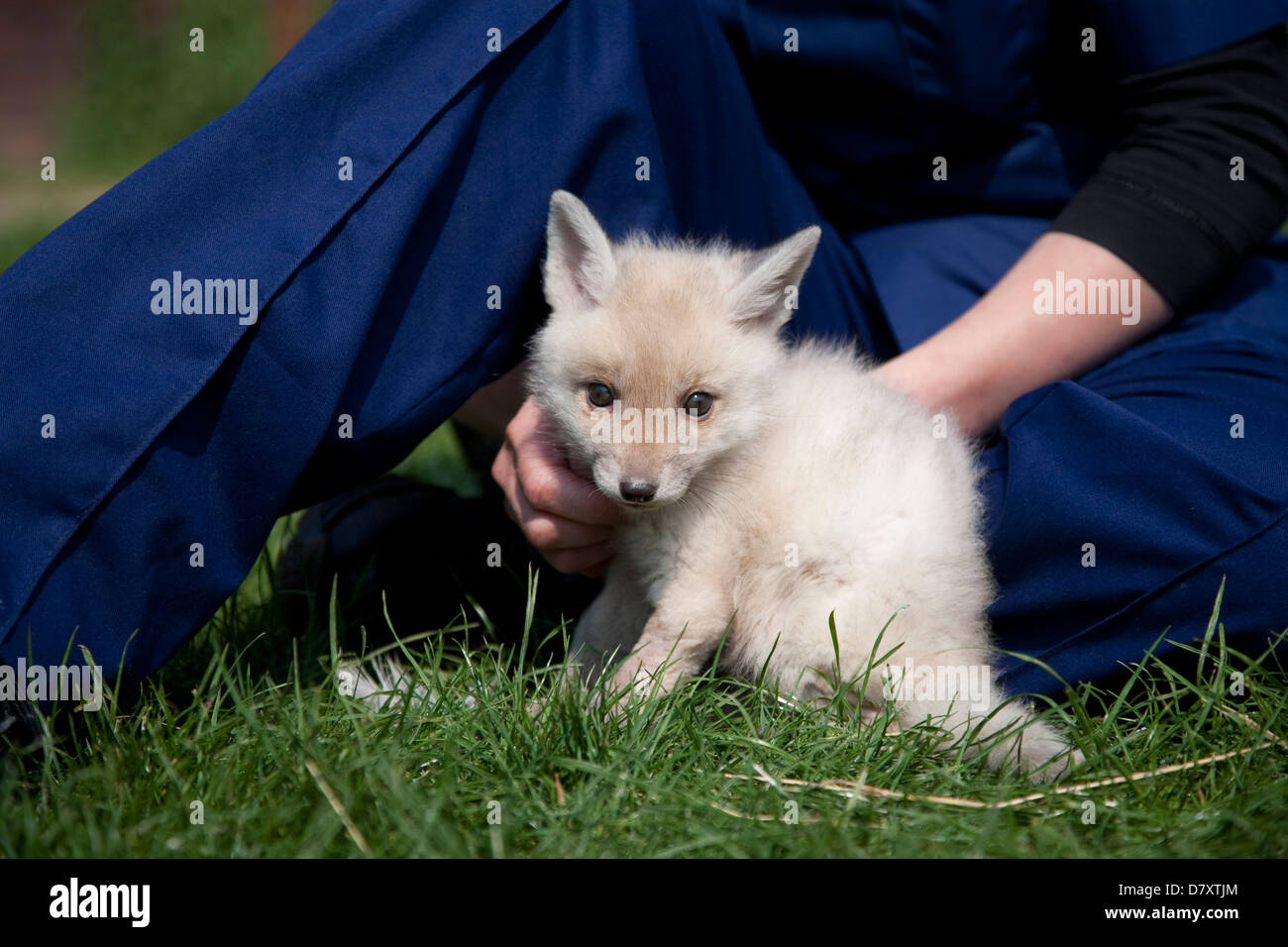 Leucistic Fox Cub Stock Photo