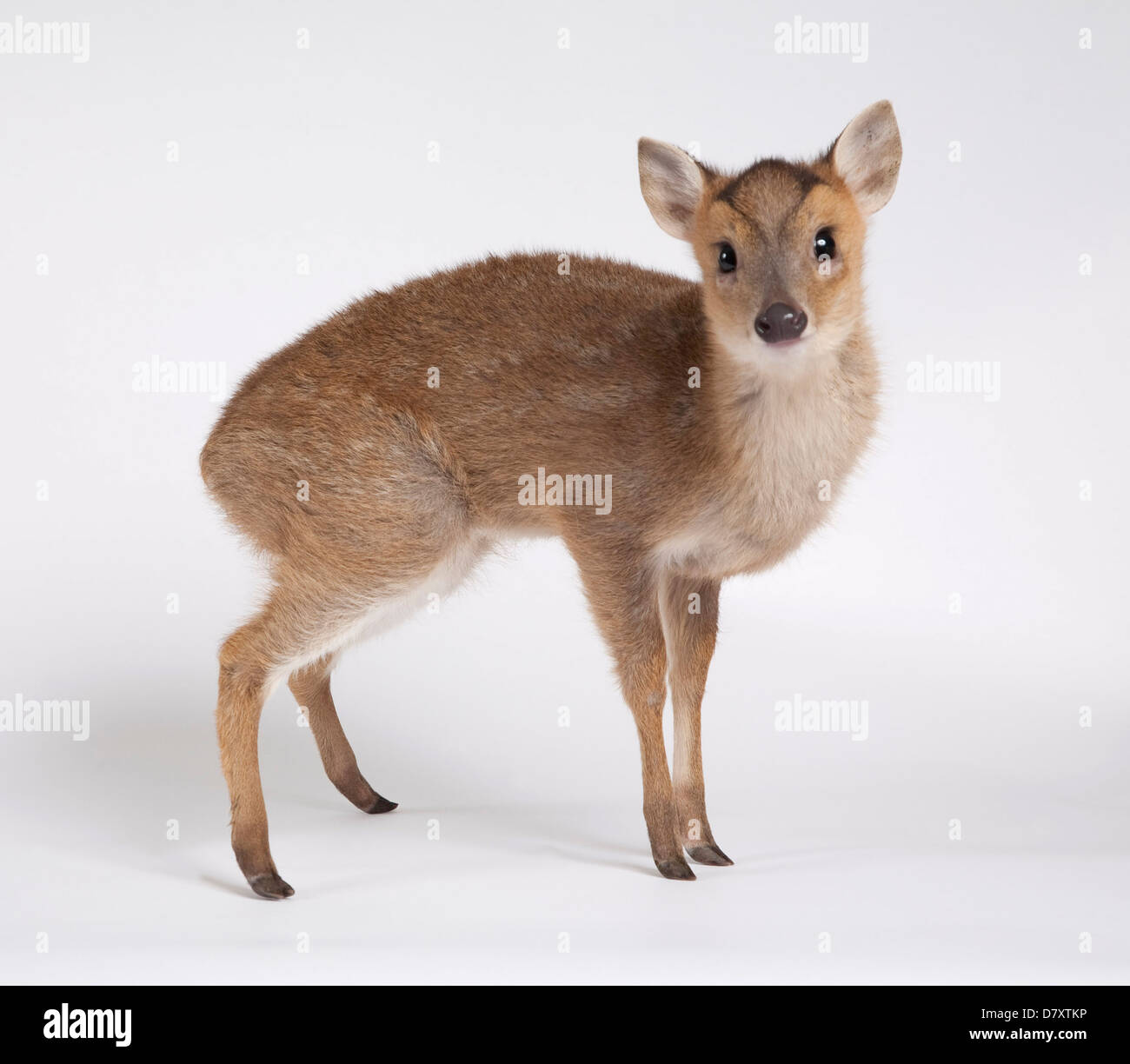 Juvenile Muntjac Deer Fawn Stock Photo