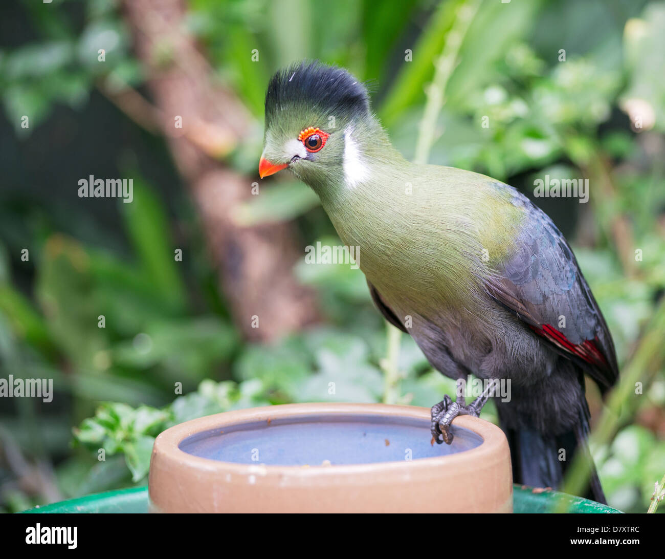 green touraco bird in dutch zoon  Stock Photo