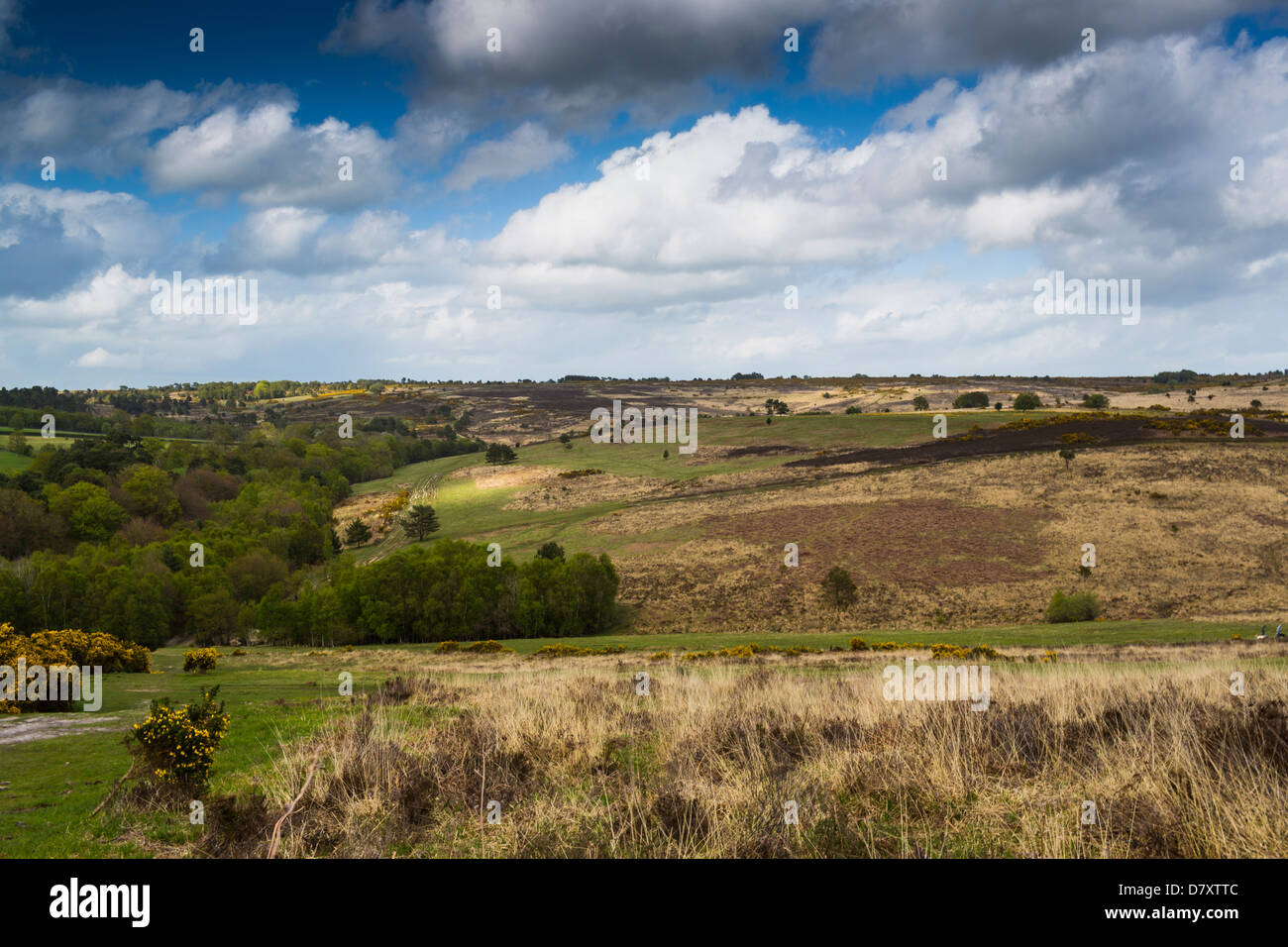 Ashdown Forest East Sussex England Stock Photo - Alamy