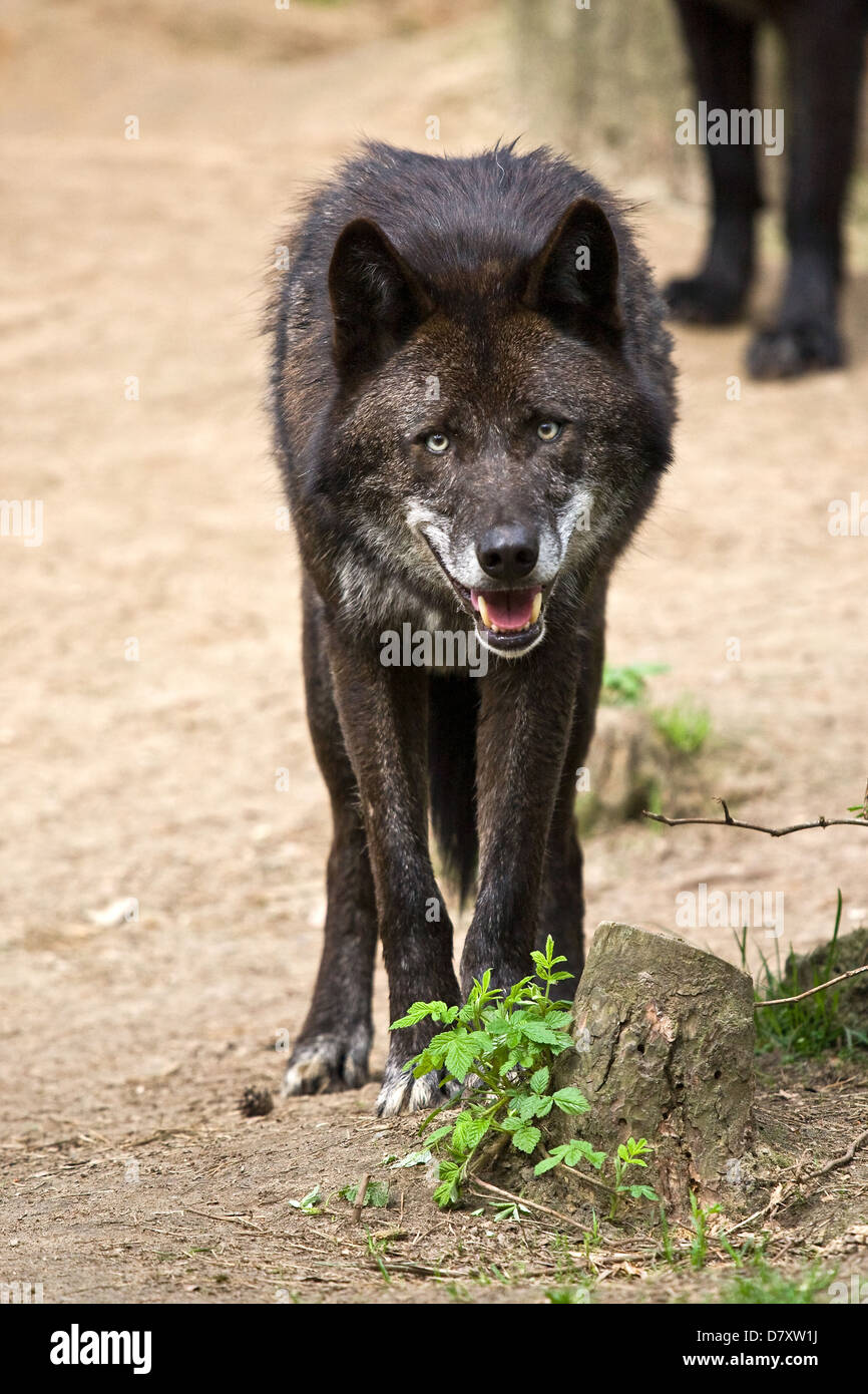 Eastern timber wolf Stock Photo Alamy