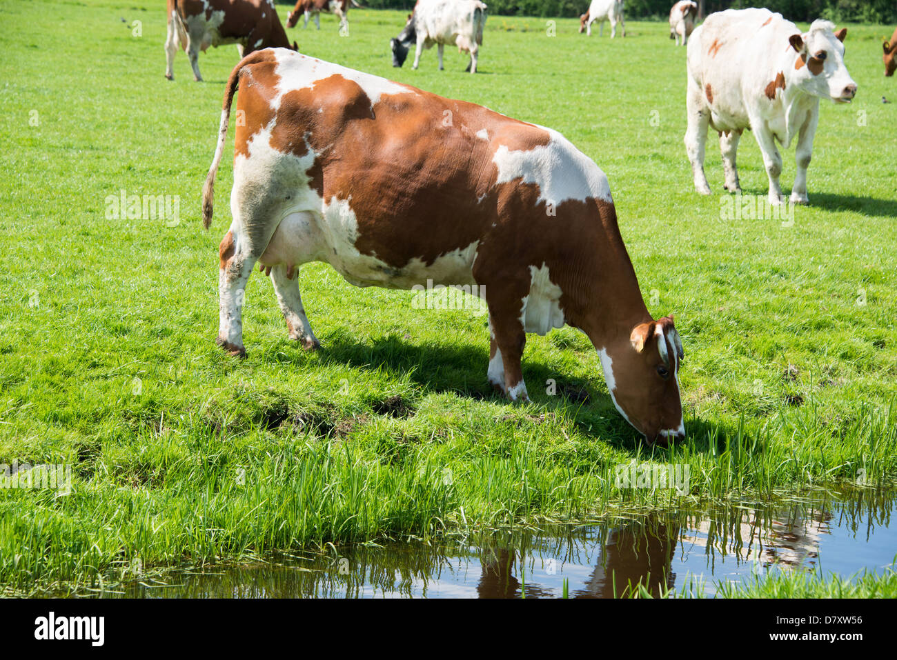 Grazing cattle drinking river hi-res stock photography and images - Alamy