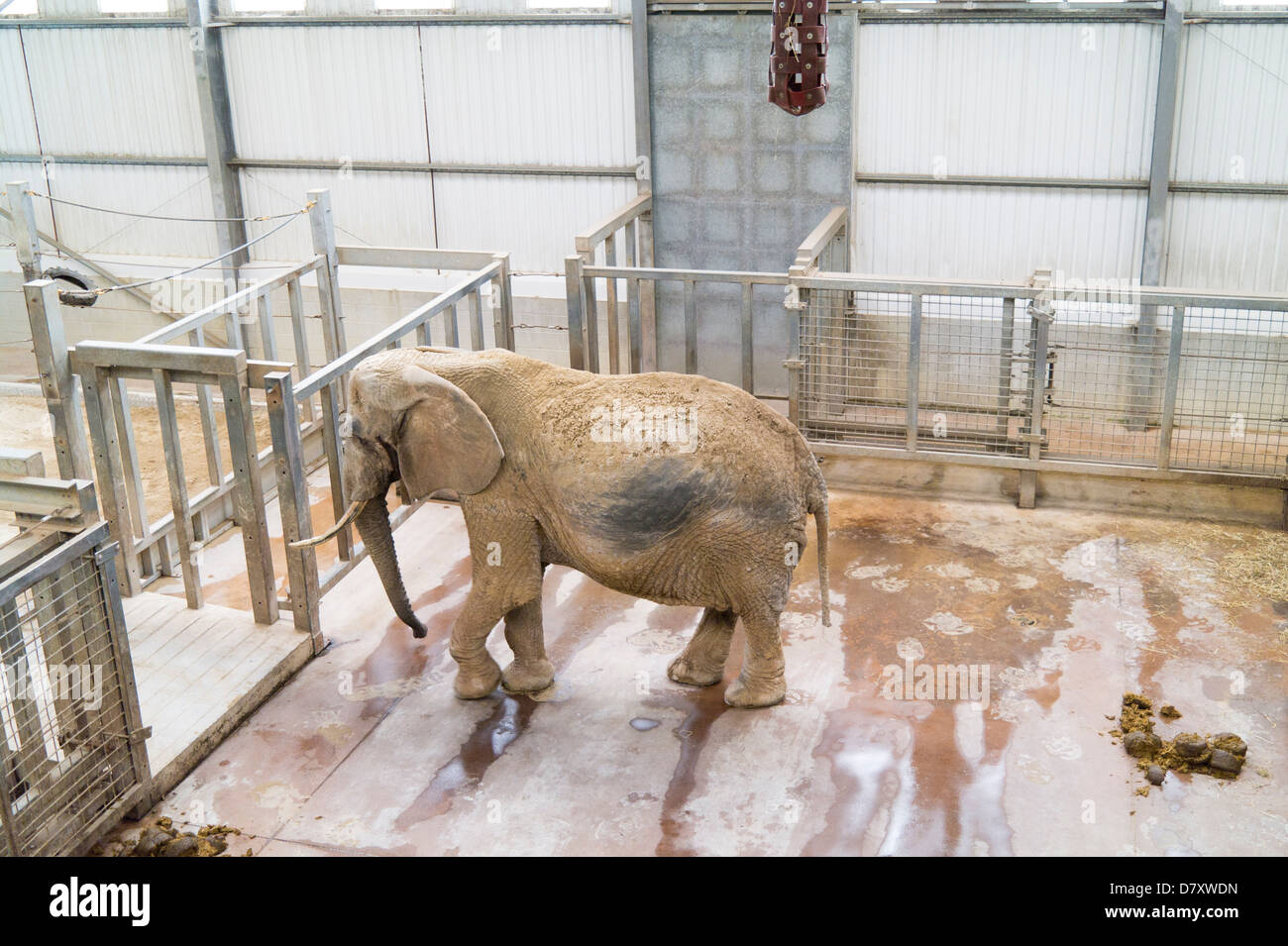Zoo Elephant indoors Stock Photo