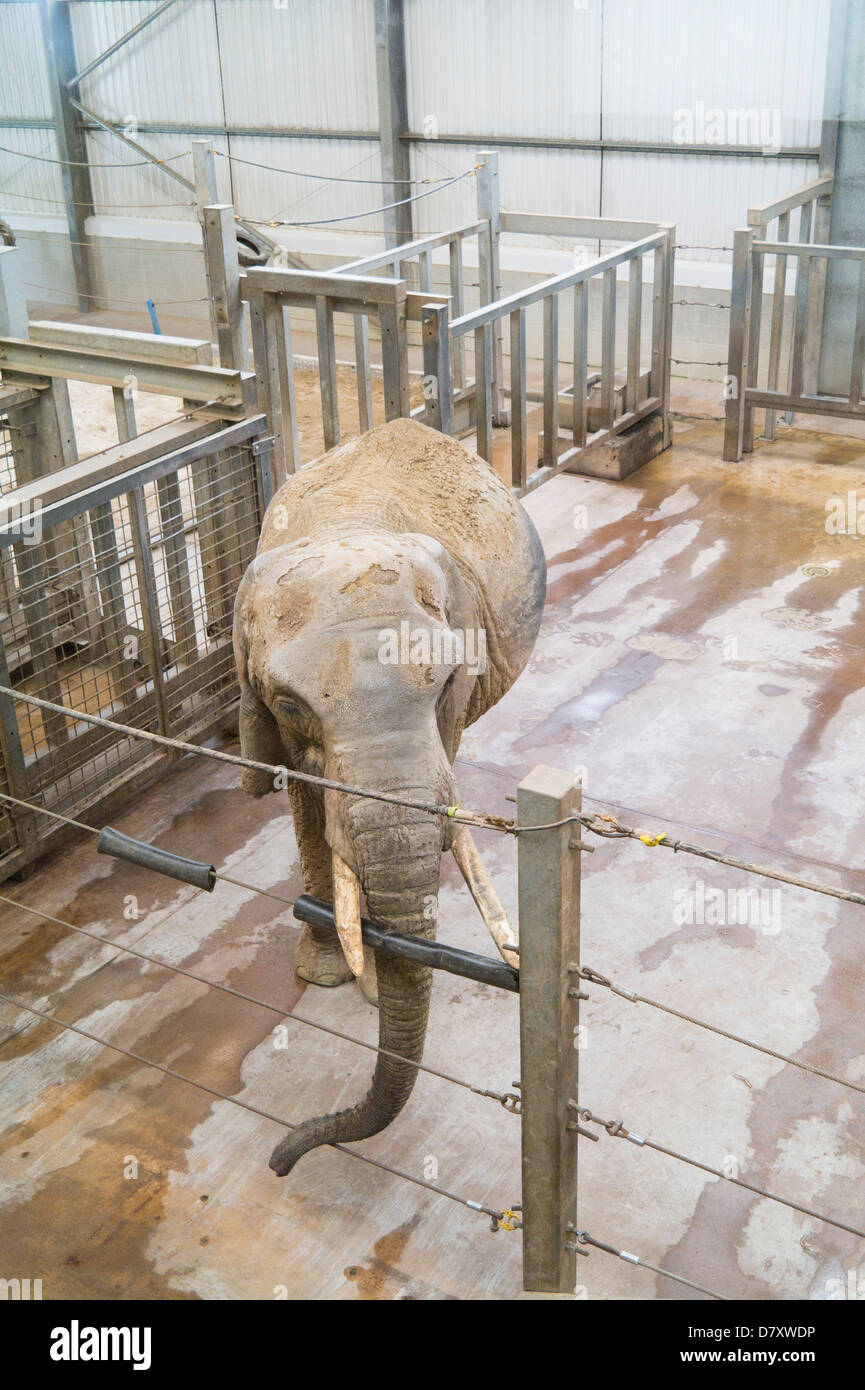 Zoo Elephant indoors Stock Photo