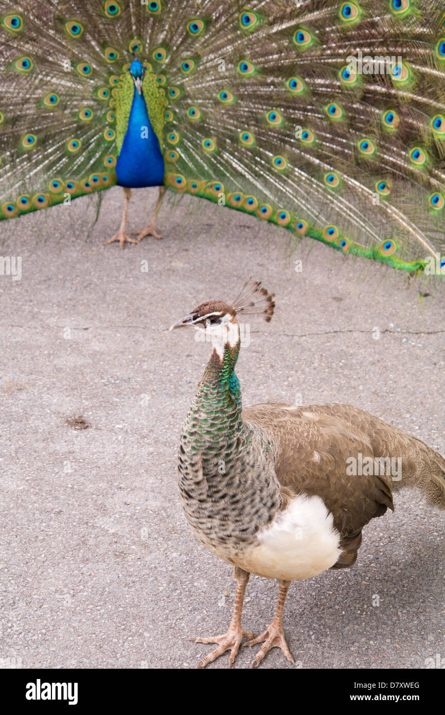 Peacock courtship displaying plumage in courting Peahen. Stock Photo