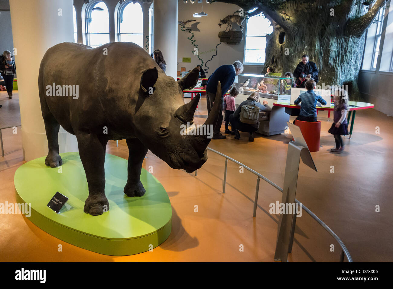 National Museum of Scotland, Chambers Street, Edinburgh stuffed rhino (horn replaced with replica) and children's creative zone. Stock Photo