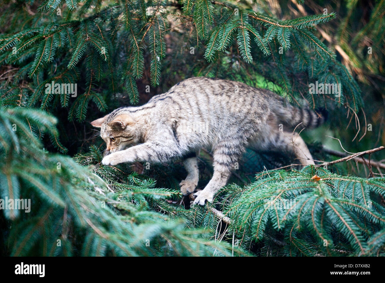 Wildcat felis silvestris climbing tree hires stock photography and images Alamy