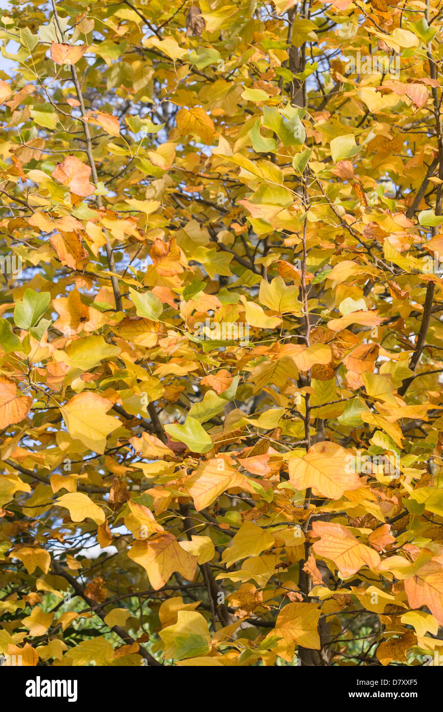 Golden autumn leaves Stock Photo - Alamy