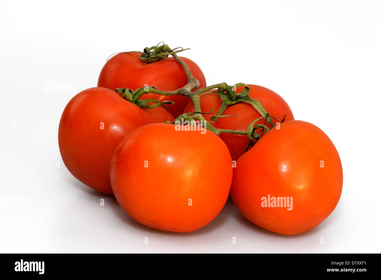 Organic Red Tomatoes on the Vine on white background Stock Photo - Alamy