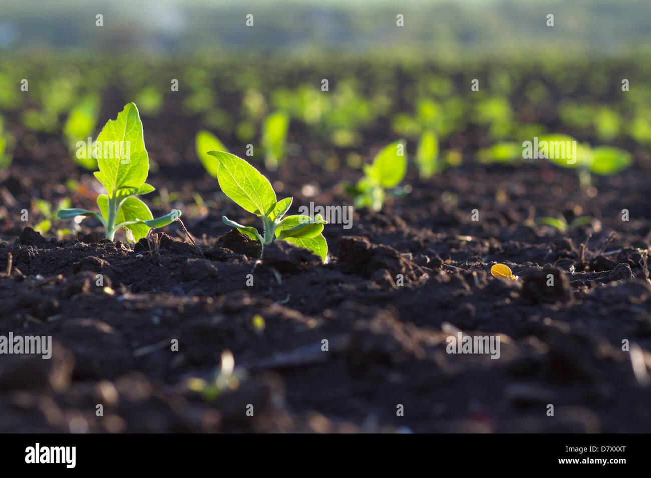 Crops planted in rich soil get ripe under the sun fast Stock Photo