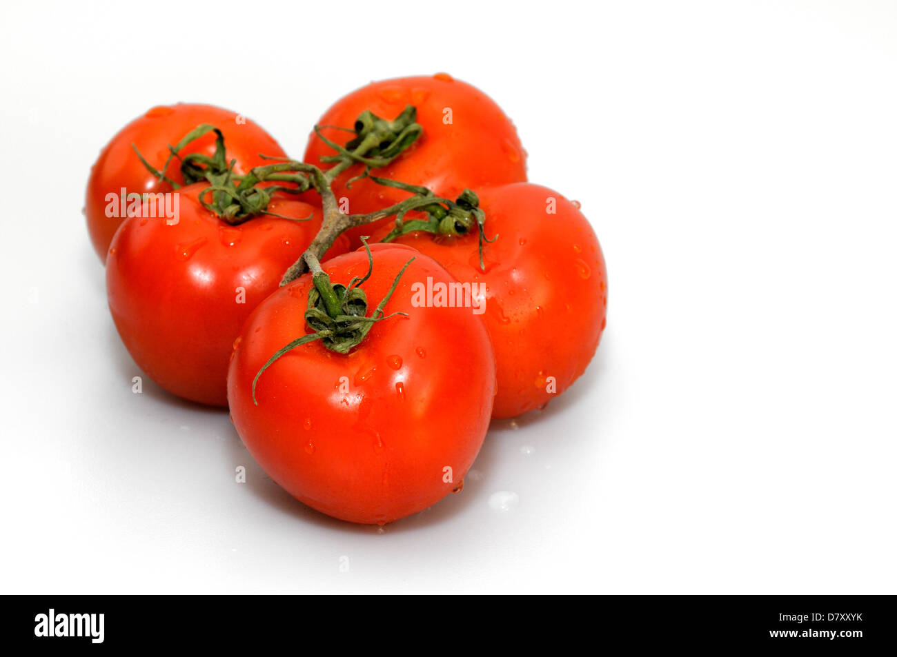 Organic Red Tomatoes on the Vine on white background Stock Photo - Alamy
