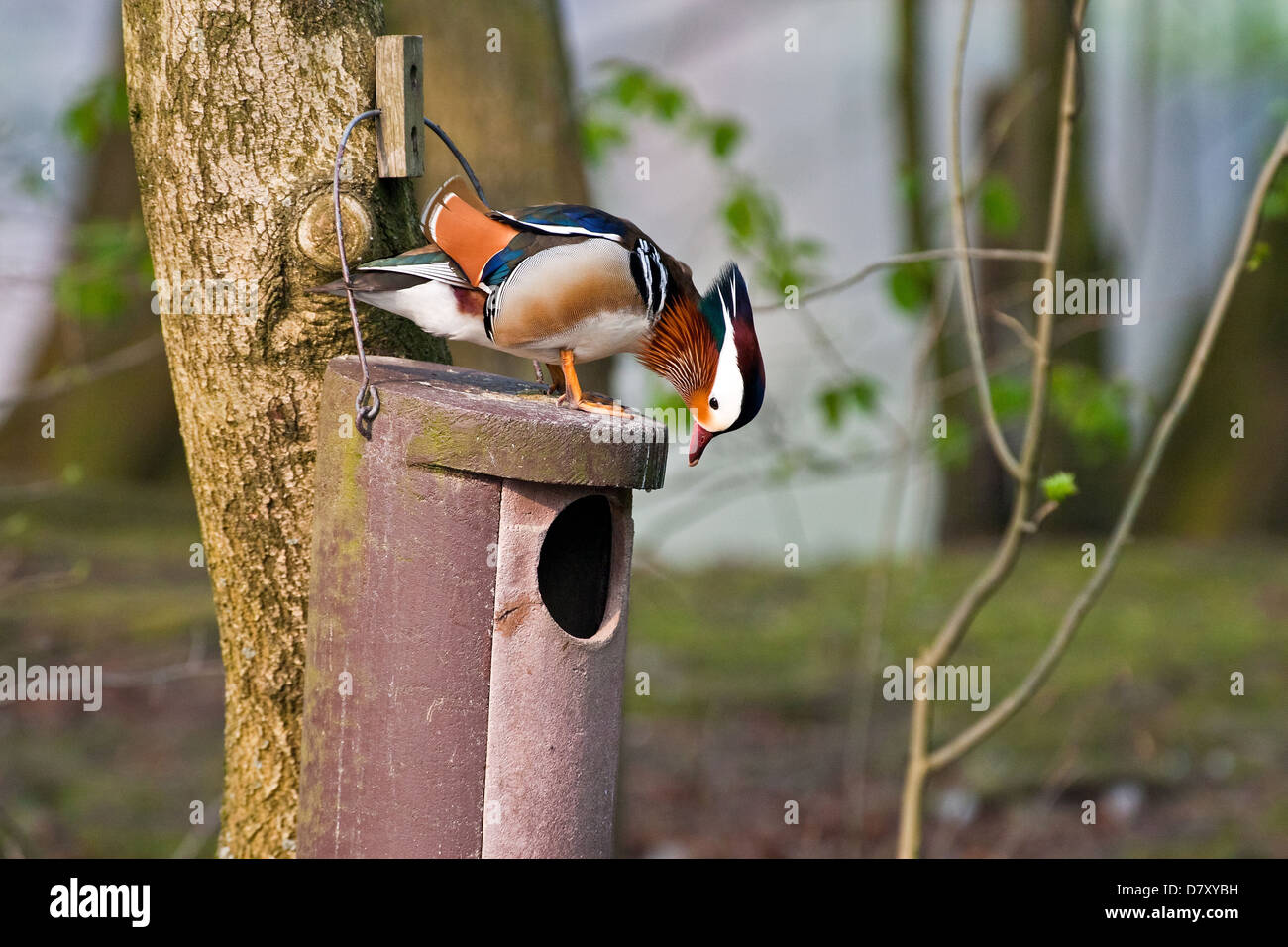Mandarin duck nest hires stock photography and images Alamy