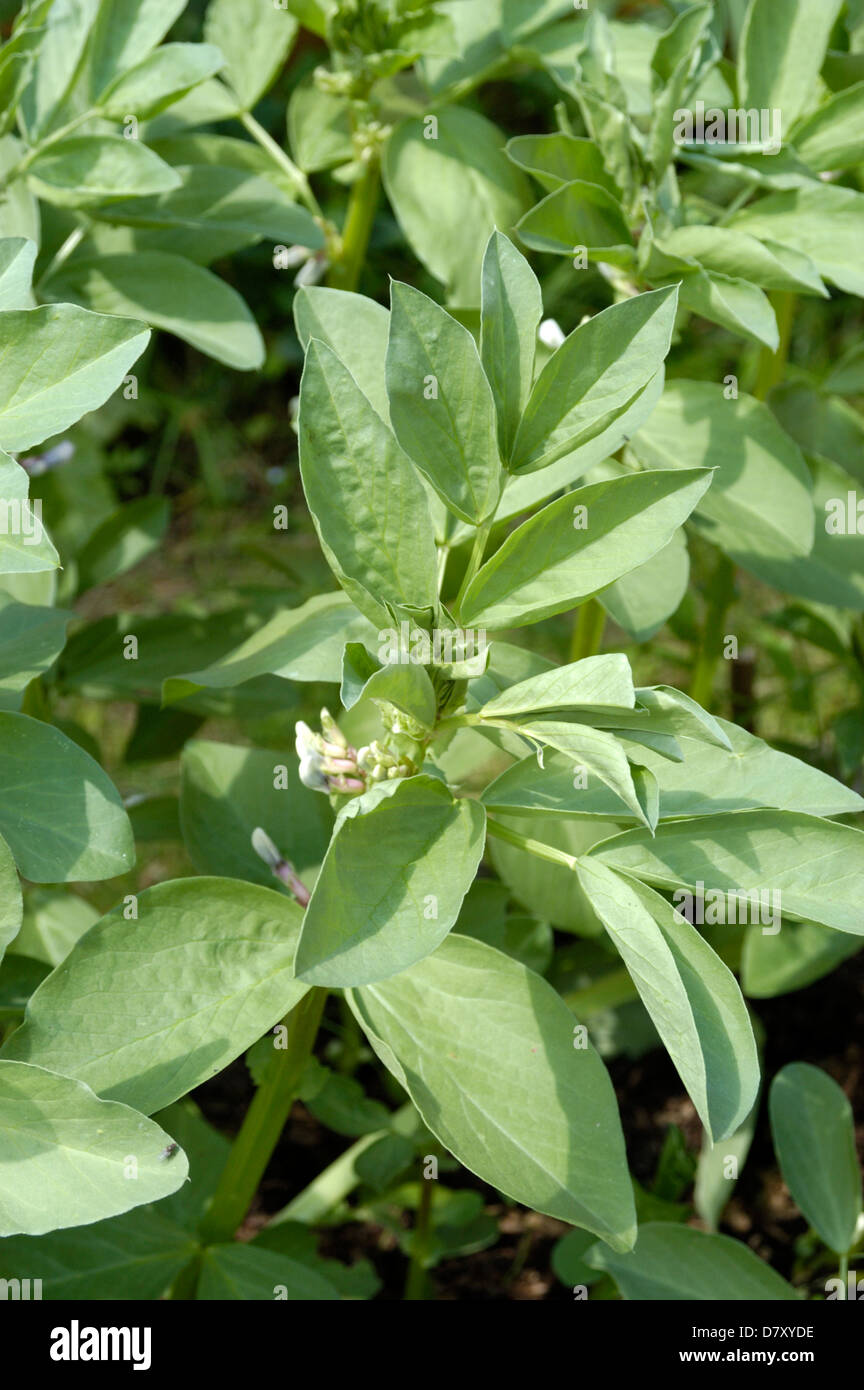 Broad bean harvest uk hi-res stock photography and images - Alamy