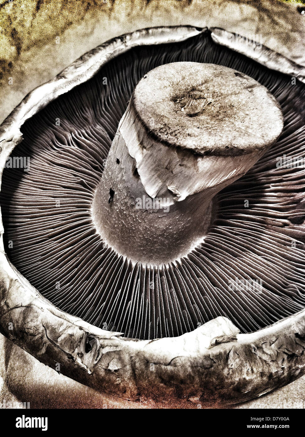 Close up of mushroom - Smartphone Captured Stock Image