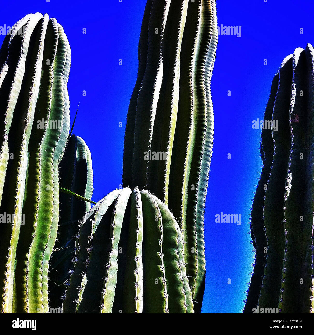 Close up of cactus plants - Smartphone Captured Stock Image
