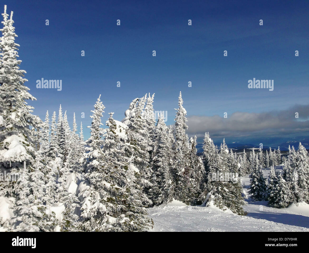 Snow covered trees in rural landscape - Smartphone Captured Stock Image