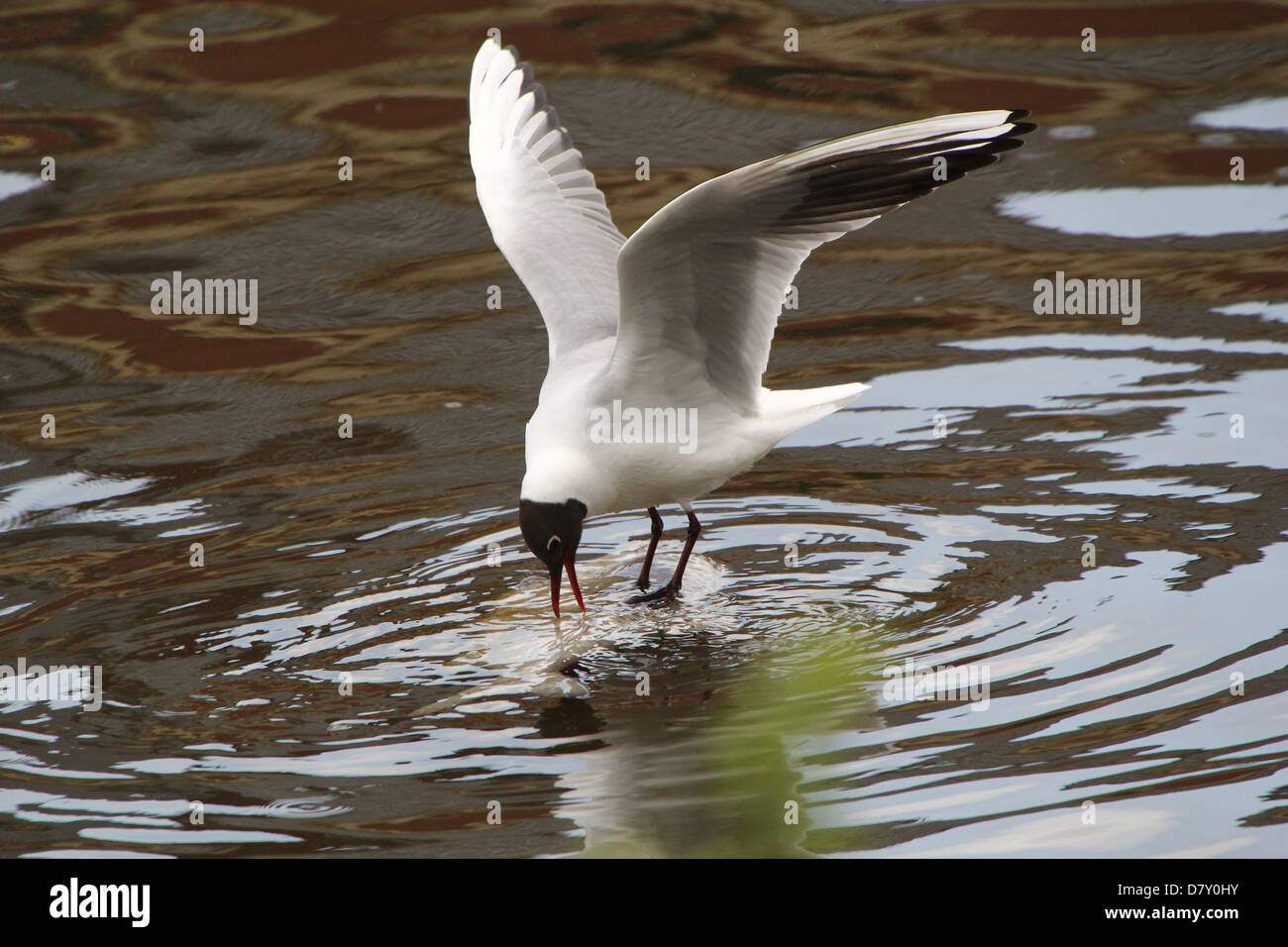 Adult Black-headed Gull (Chroicocephalus ridibundus) eating a large dead fish floating in the water (12 images in the series) Stock Photo