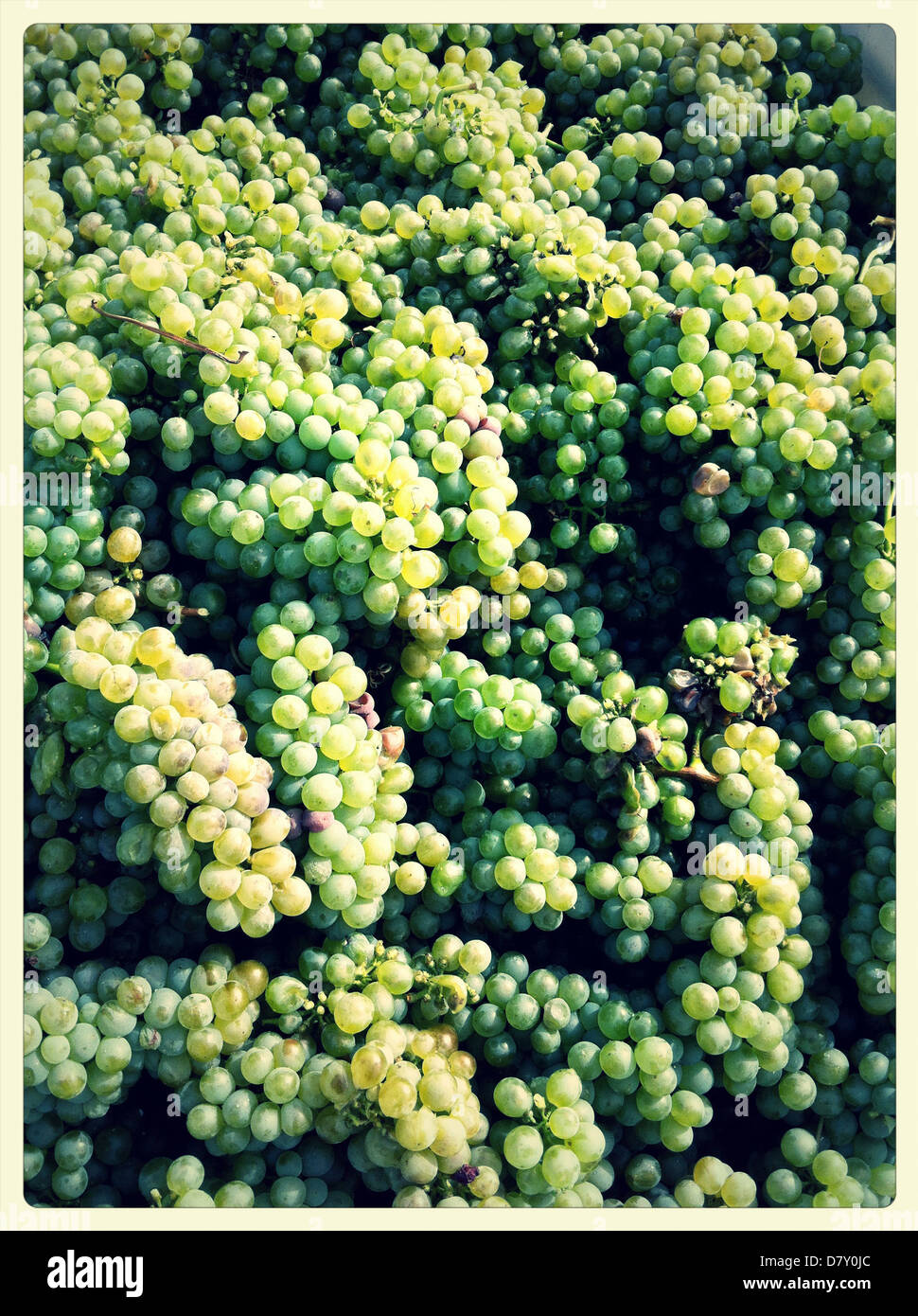 Close up of pile of green grapes - Smartphone Captured Stock Image