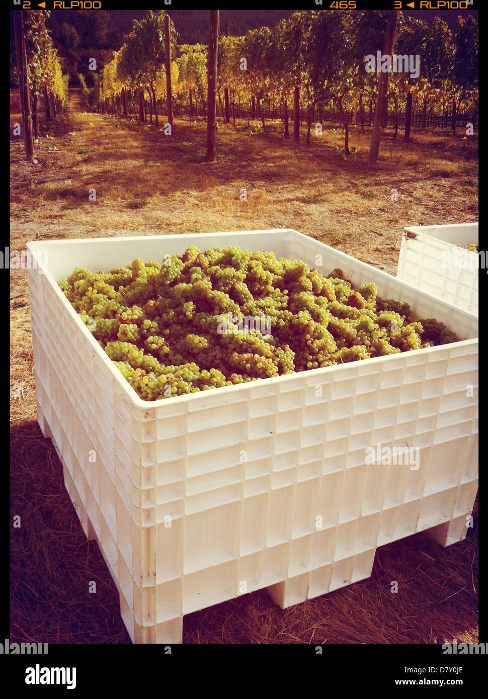 Crate of green grapes in vineyard Stock Photo