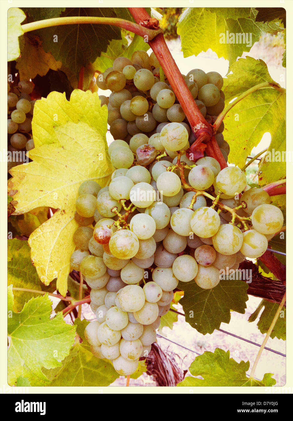 Close up of green grapes on vine - Smartphone Captured Stock Image