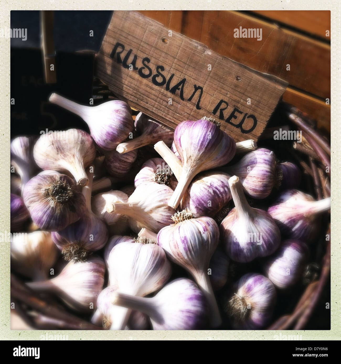 Basket of Russian red garlic Stock Photo