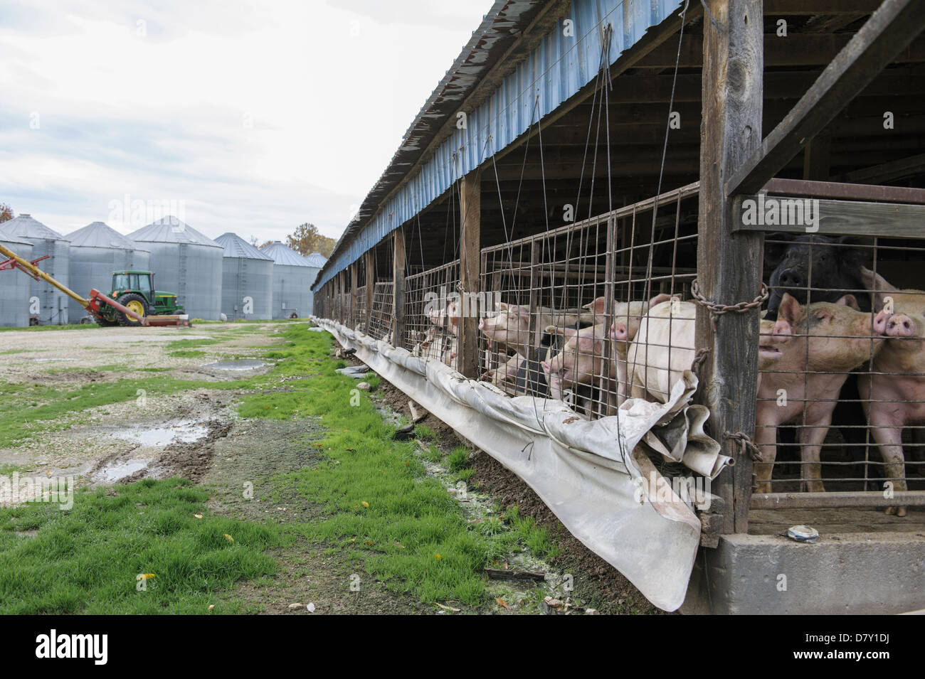Pigs in enclosure on farm Stock Photo