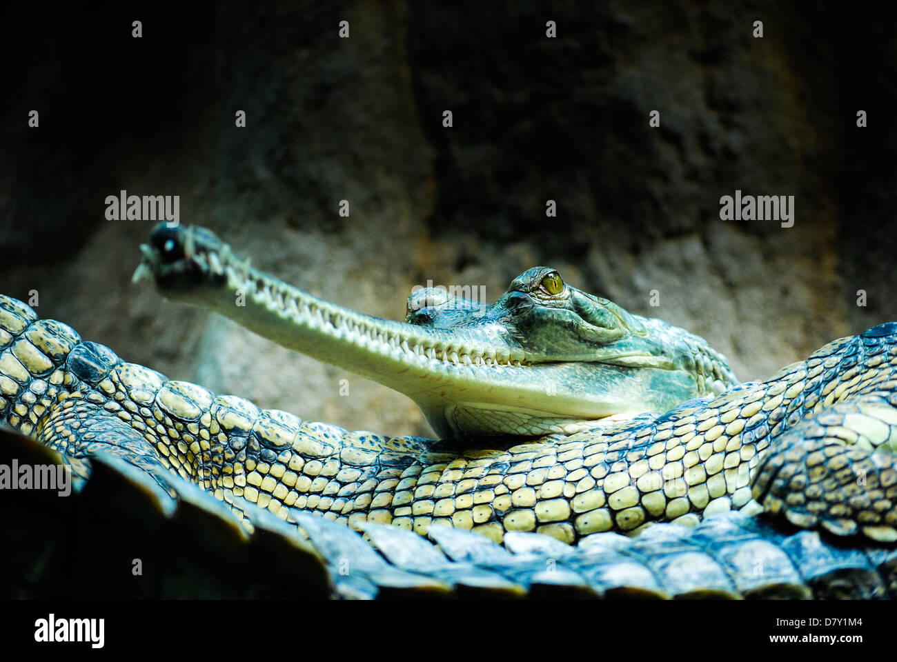 A gharial lying on its bigger neighbor Stock Photo