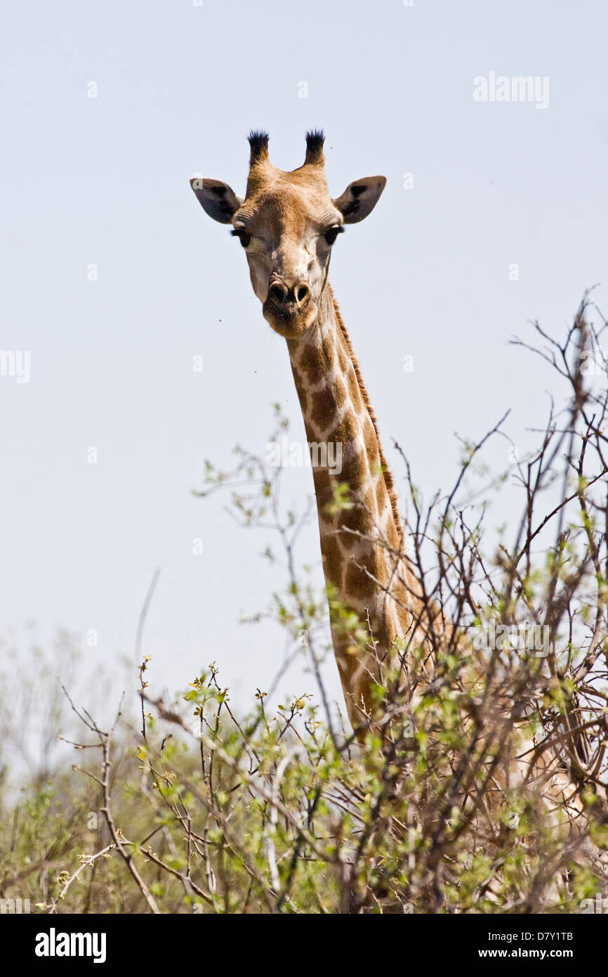 Portrait of a giraffe hi-res stock photography and images - Alamy