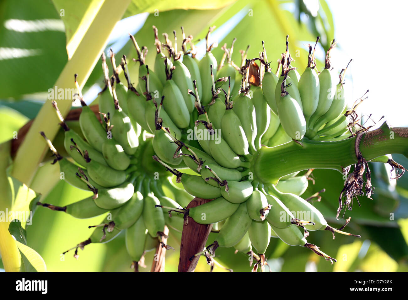 The Bananas are a fruit, but not ripe Stock Photo Alamy