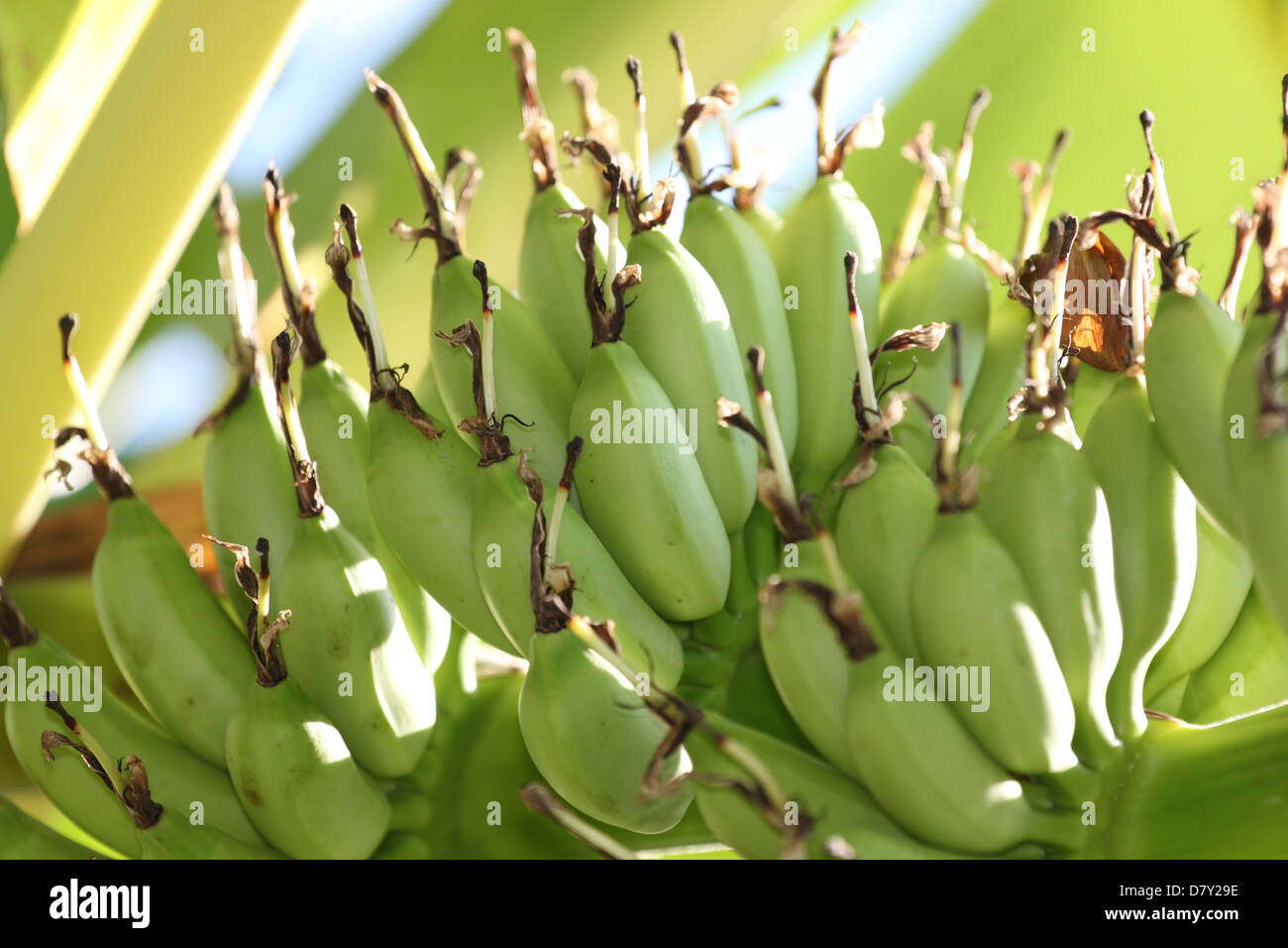 Red Bananas Not Ripe The Bananas are a fruit, but not ripe Stock Photo - Alamy