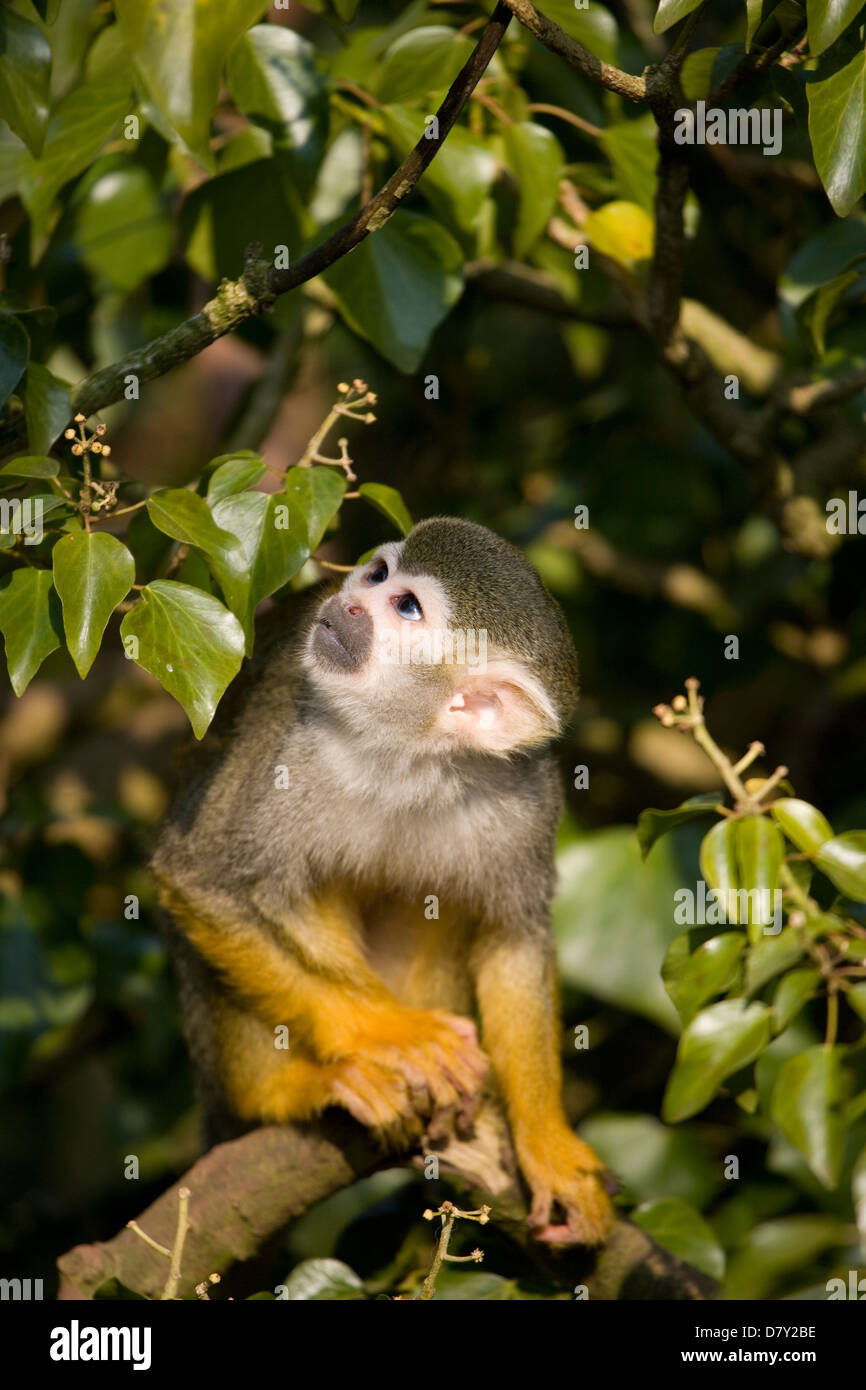 Common Squirrel Monkey Saimiri sciureus Single adult sitting in a tree ...