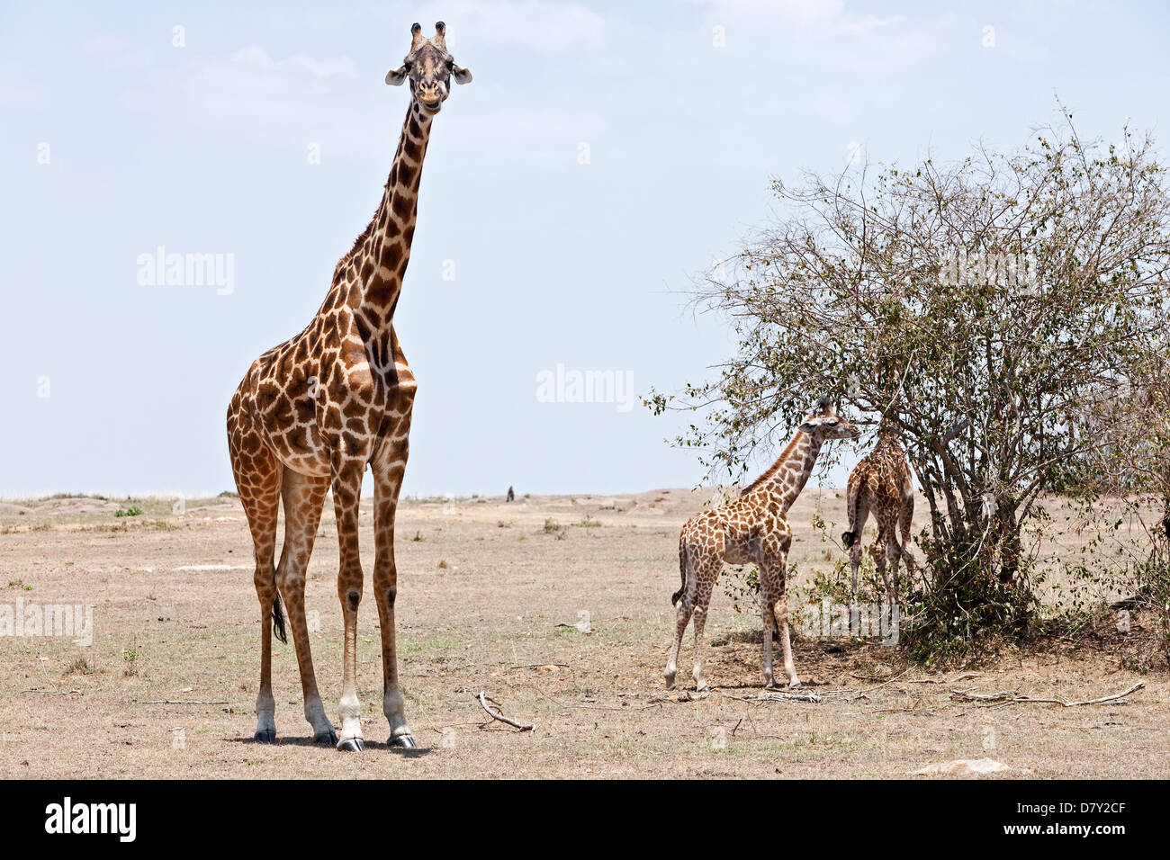 giraffes Stock Photo