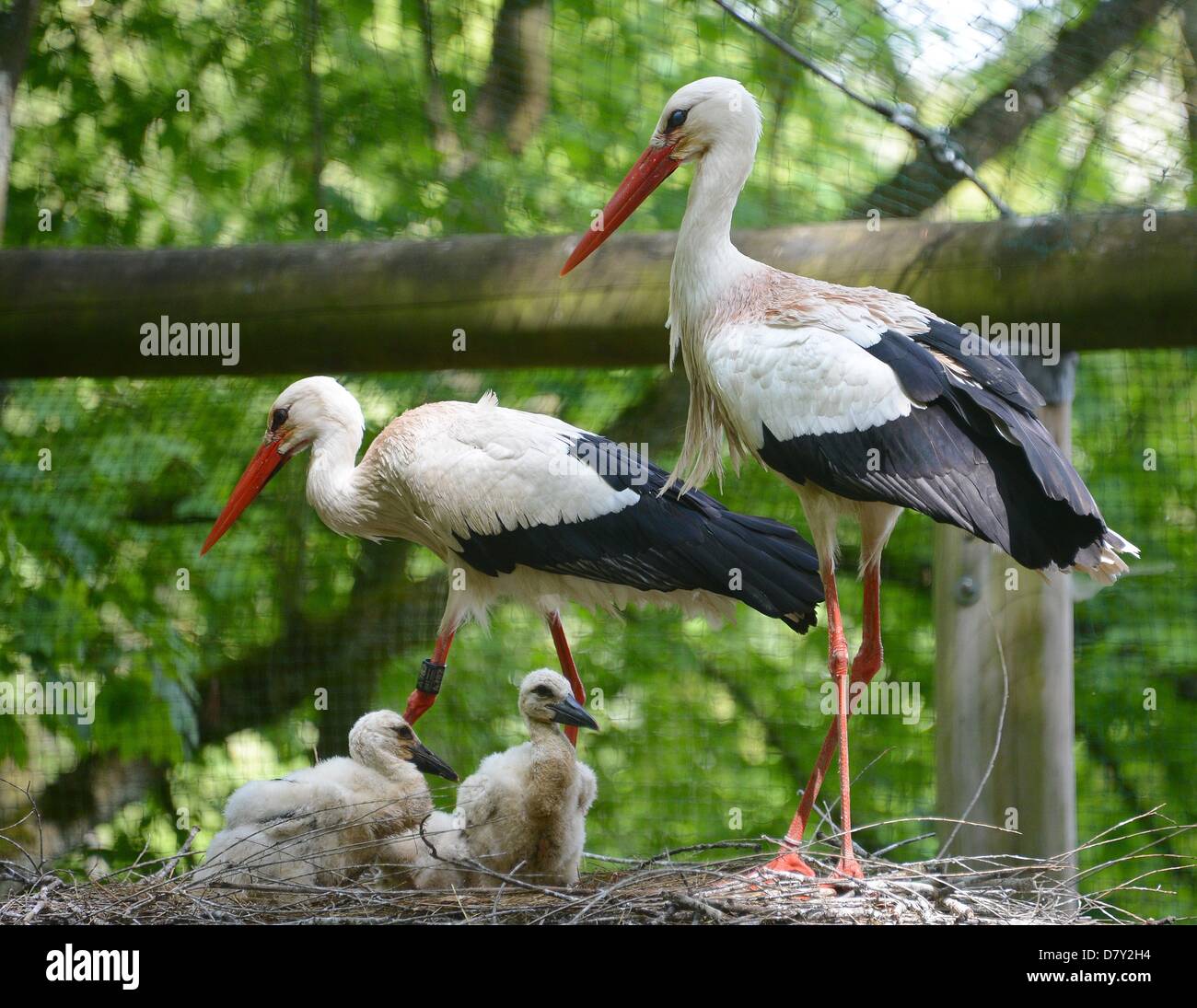 Three stork offsprings wait for food at the animal park Wildparadies Tripsdrill in Cleebronn, Germany, 15 May 2013.  Photo: BERND WEISSBROD Stock Photo