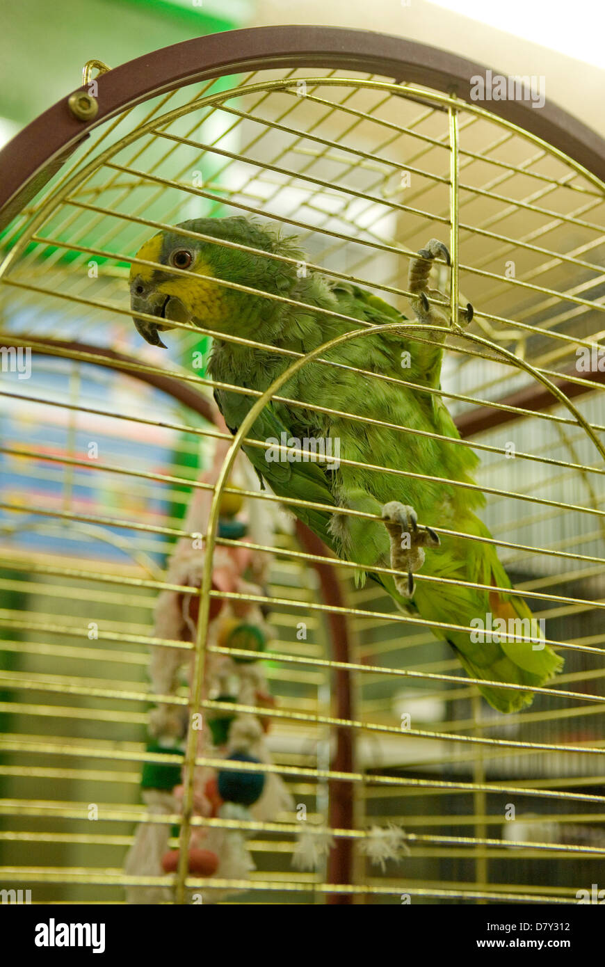 Blue-Fronted Amazon Parrot Amazona aestiva Single adult in a cage UK Stock Photo