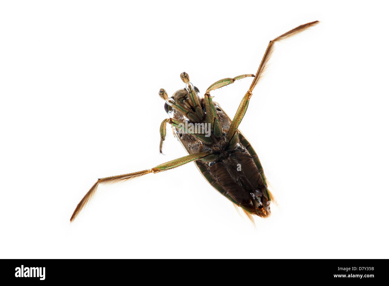 Spotted backswimmer / Mottled backswimmer / Peppered water boatman (Notonecta maculata) on white background Stock Photo