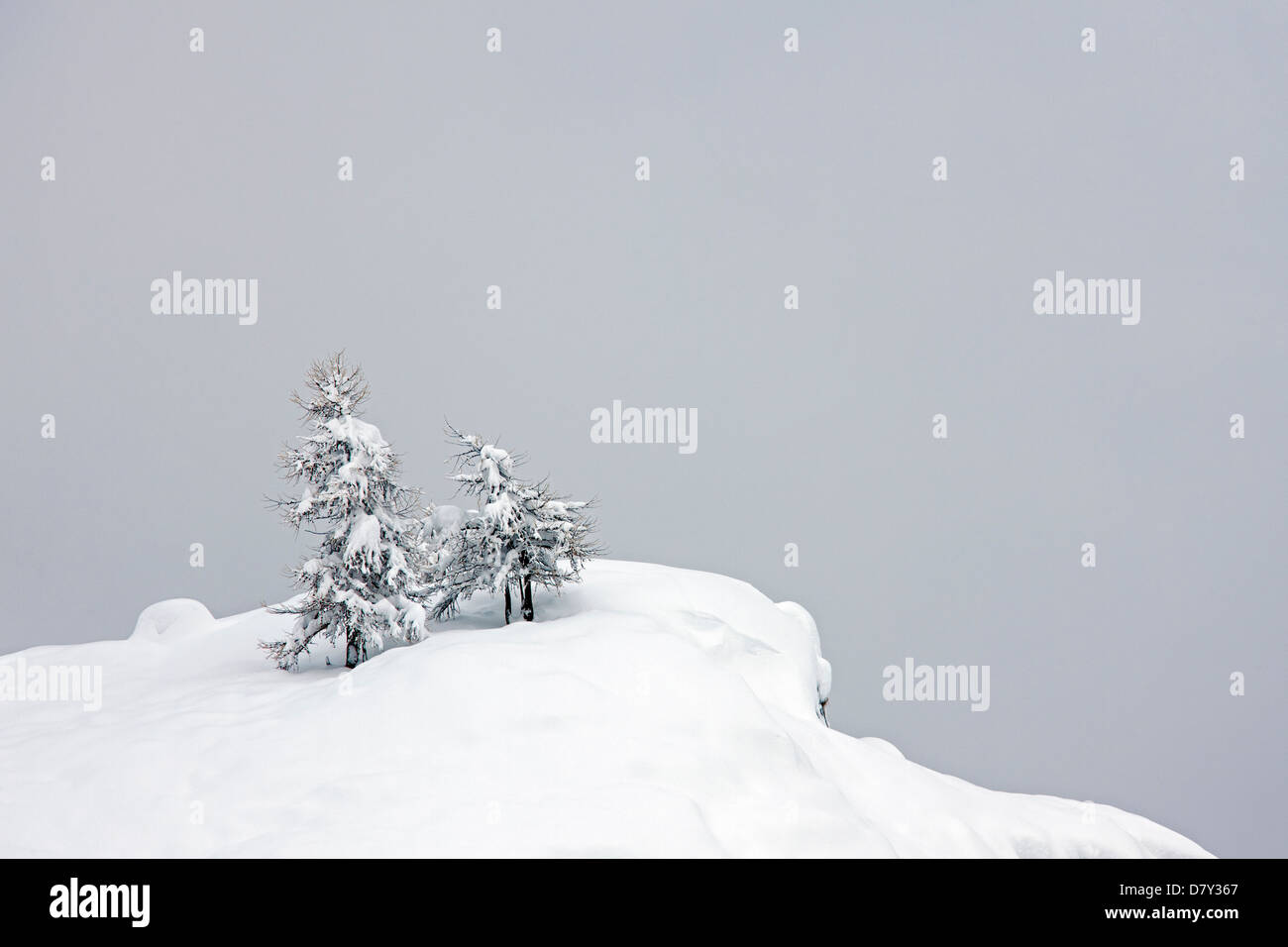 European larch trees (Larix decidua) in the snow in winter, Gran Paradiso National Park, Valle d'Aosta, Italy Stock Photo