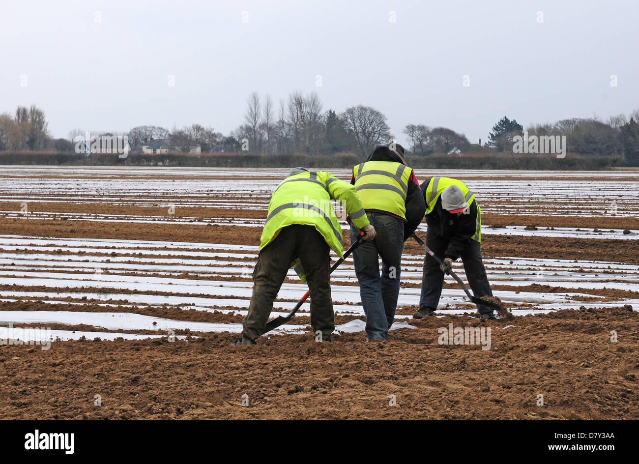 Anchoring polythene strips laid to cover sweetcorn seed and warm the earth. Polish immigrant workers. Stock Photo