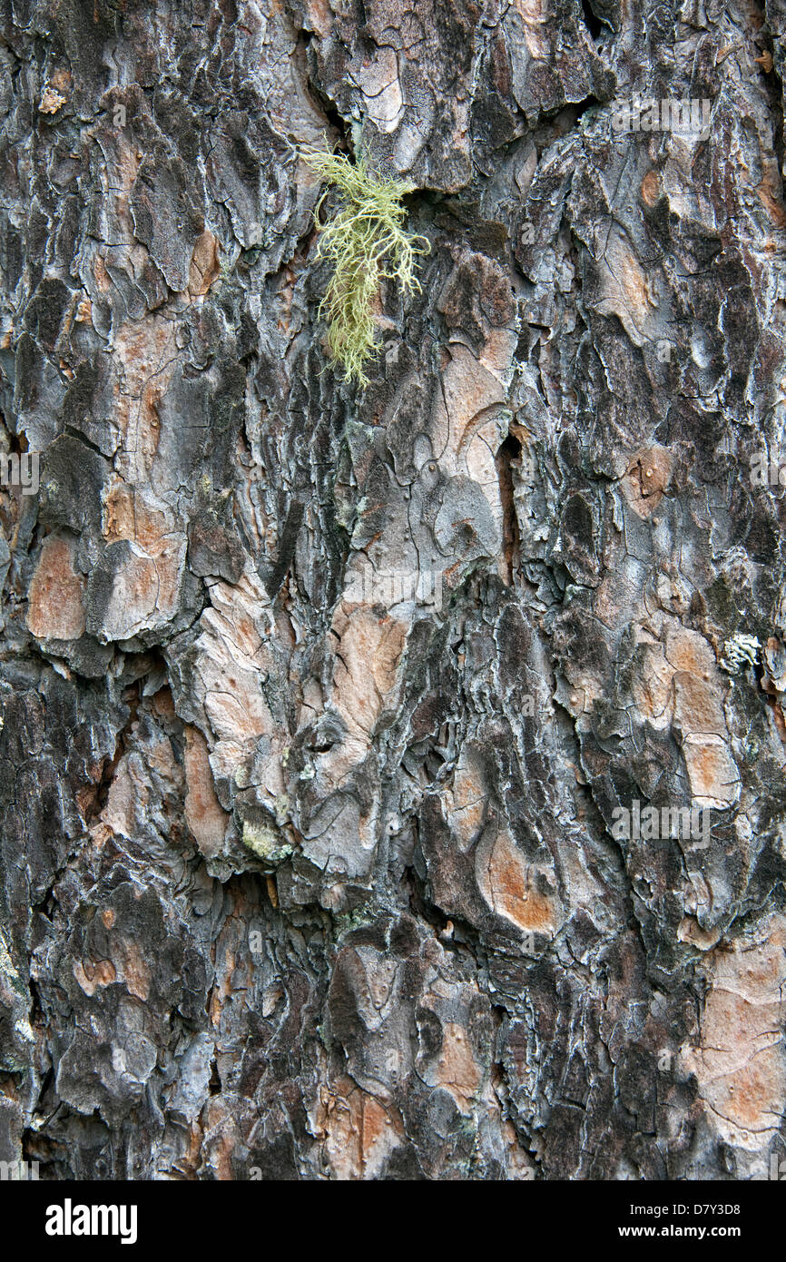 scots-pine-bark-pinus-sylvestris-close-up-stock-photo-alamy