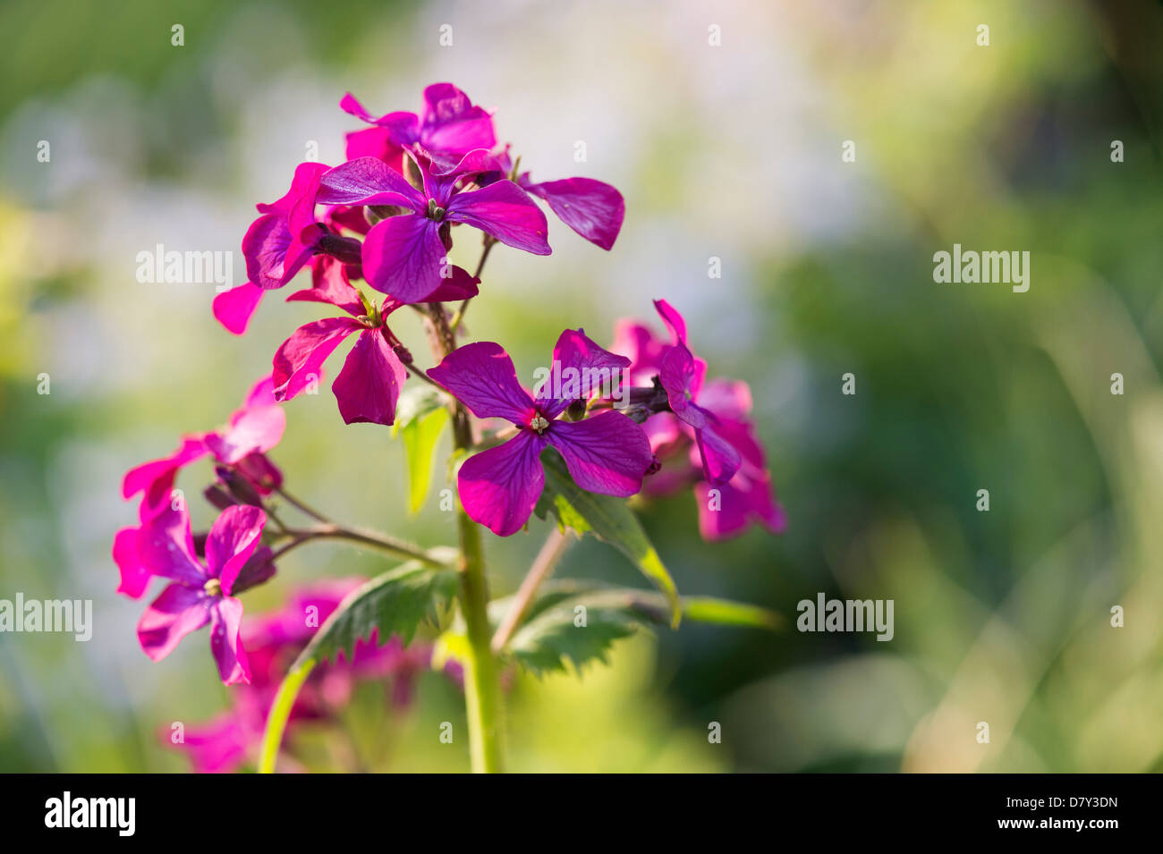 Lunaria annua. Honesty flowers Stock Photo
