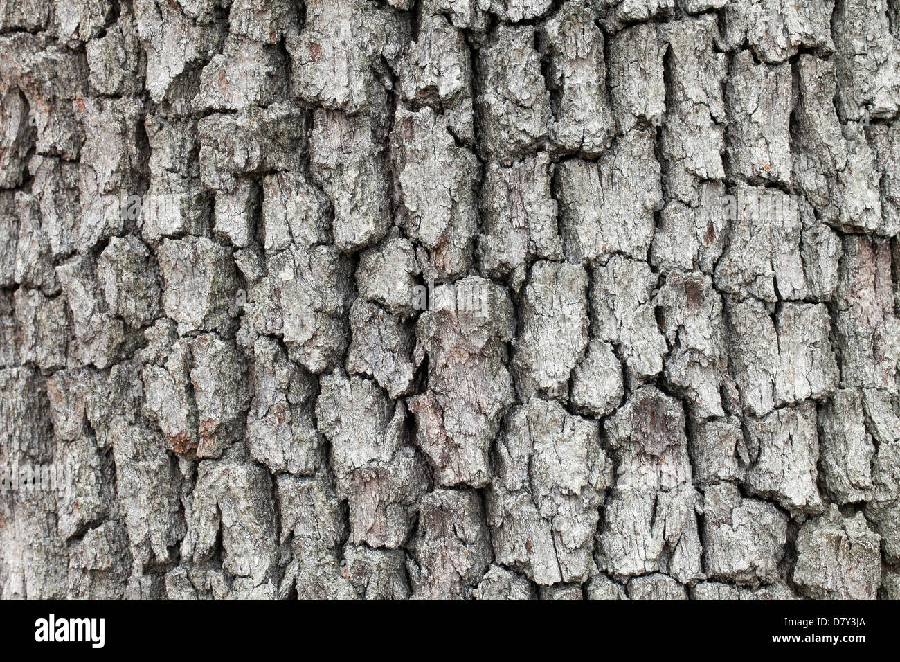 Sessile oak / Cornish oak / Durmast oak (Quercus petraea / Quercus sessiliflora) close up of bark Stock Photo