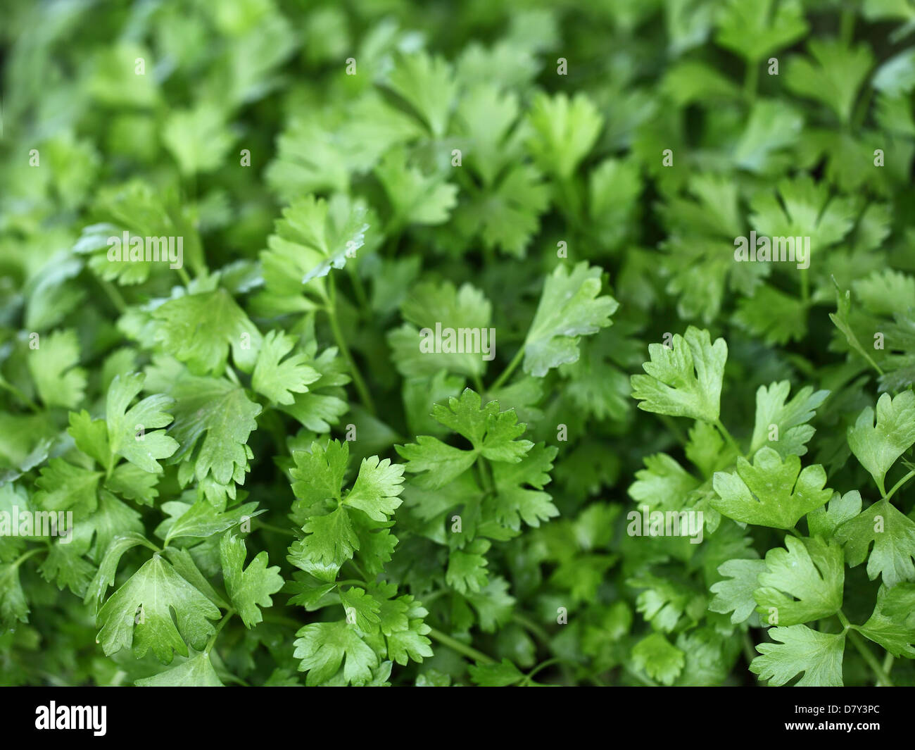 Young parsley plant hires stock photography and images Alamy