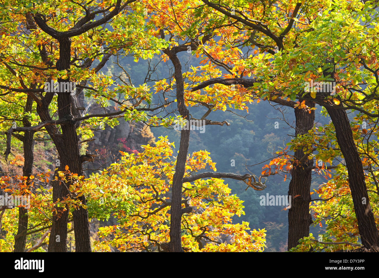 Sessile oak / Cornish oak / Durmast oak (Quercus petraea / Quercus sessiliflora) in autumn colours Stock Photo