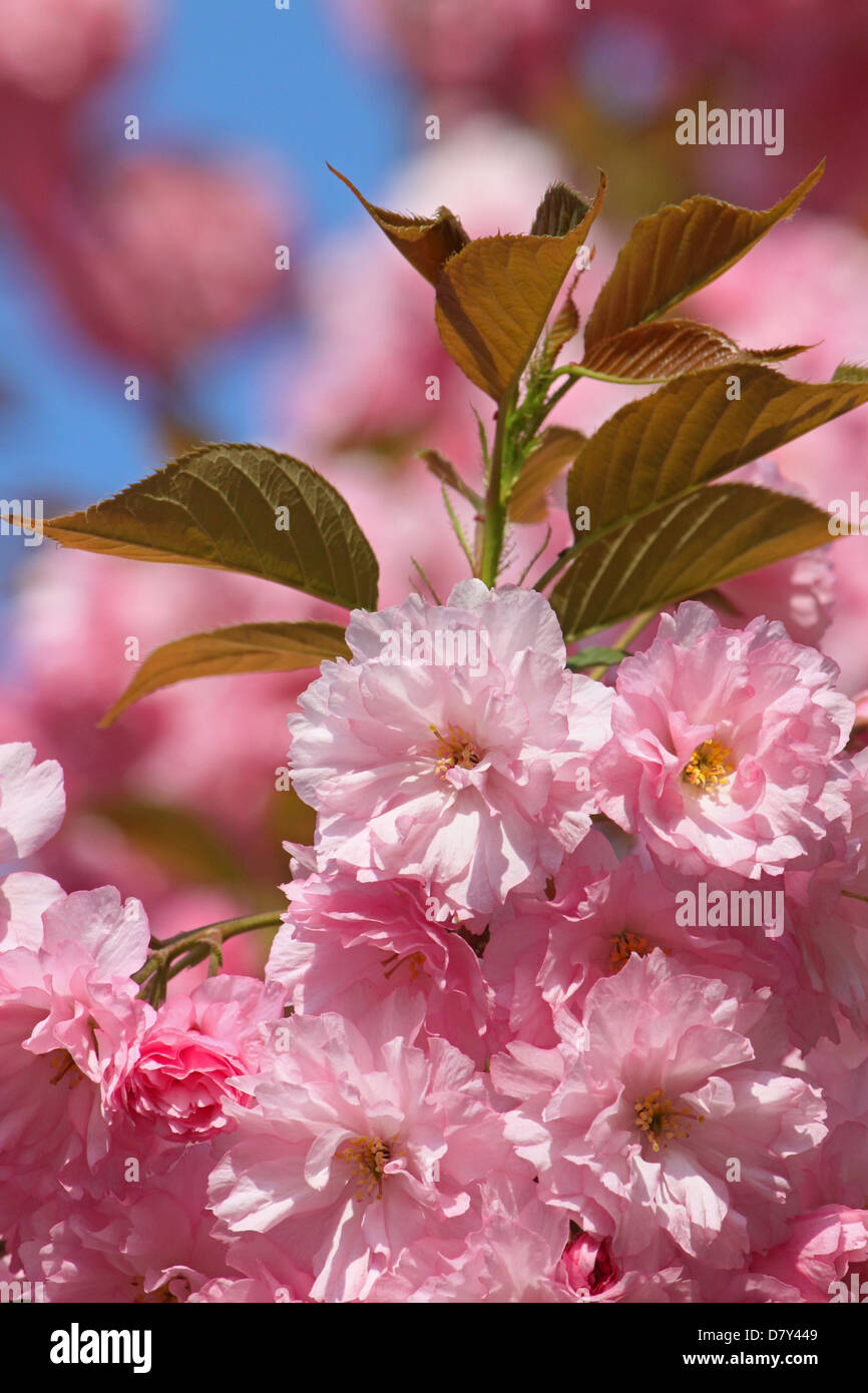 close up of pink cherry blossom Stock Photo