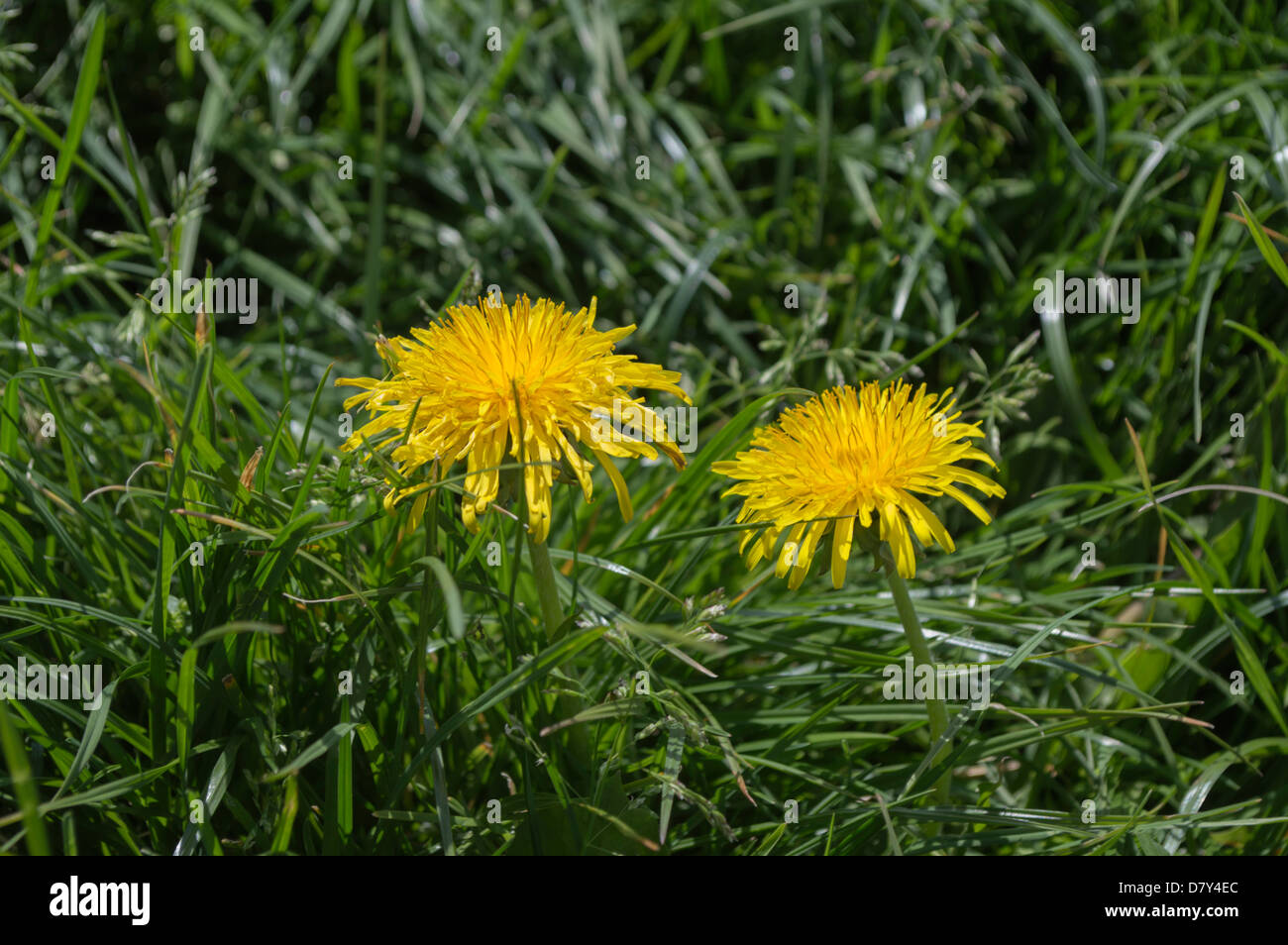 dandelion Taraxacum officinalis in green grass Stock Photo