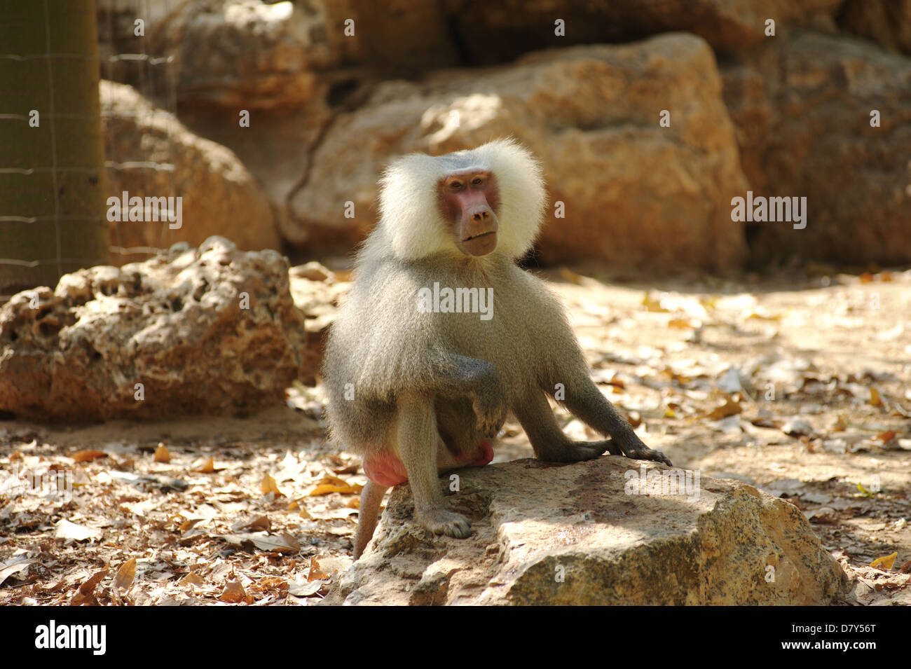 white monkey in zoo Stock Photo