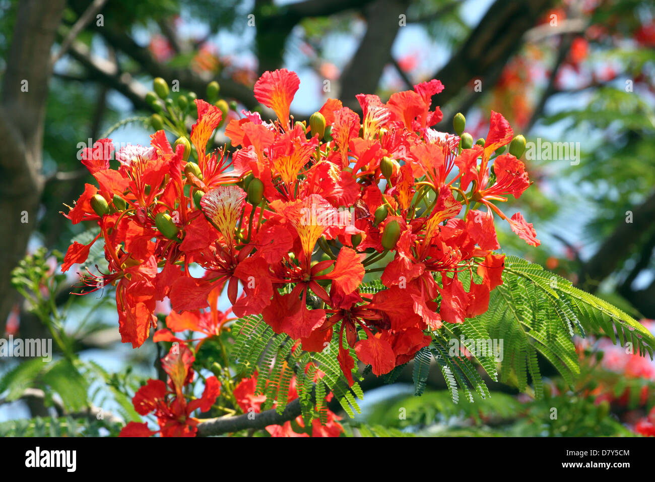 Peacock flowers blossoming red full tree look more beautiful. Stock Photo