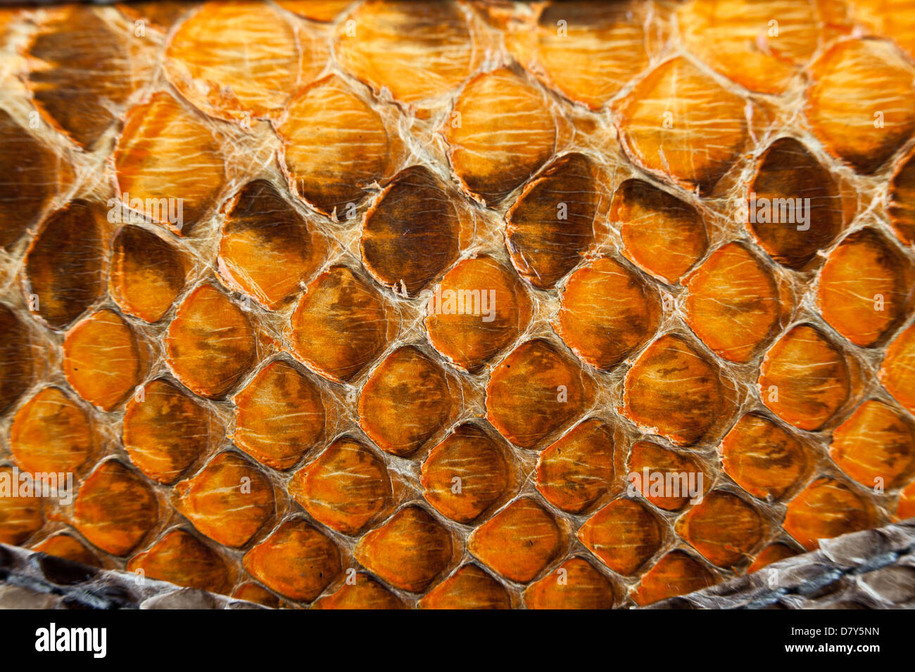 Background, texture of a skin of a snake close up Stock Photo